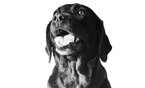 Moon The Company Dog